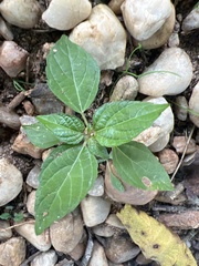 Acalypha
