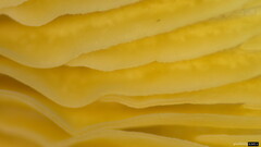 Collybiopsis biformis