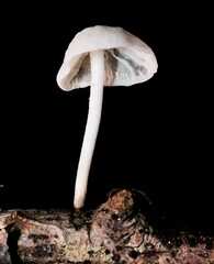 Marasmiellus candidus