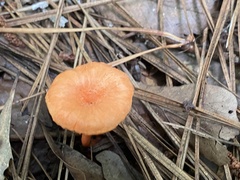 Cantharellus cinnabarinus
