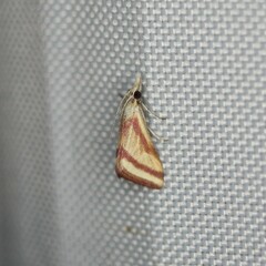 Microtheoris vibicalis