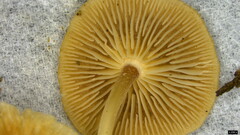 Collybiopsis biformis
