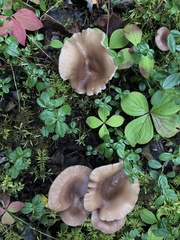 Hohenbuehelia petaloides