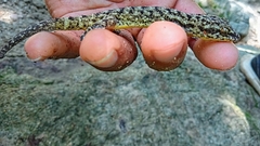 Phyllodactylus tuberculosus