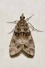 Eudonia mercurella