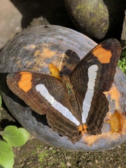 Adelpha