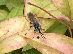 Tachytes guatemalensis