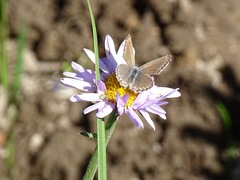 Plebejus anna