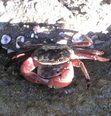 Pachygrapsus crassipes