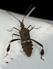 Leptoglossus clypealis