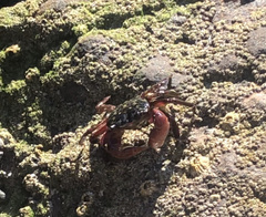 Pachygrapsus crassipes