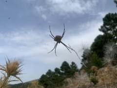 Argiope lobata