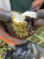 Symplocarpus foetidus