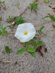 Ipomoea imperati