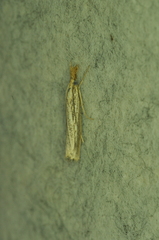 Agriphila vulgivagellus