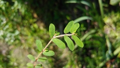 Euphorbia maculata