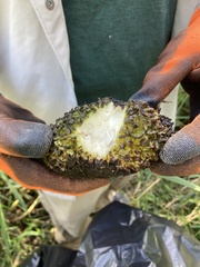 Symplocarpus foetidus