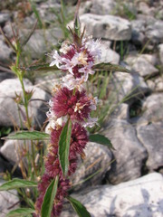 Mentha arvensis