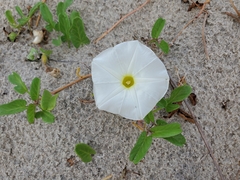 Ipomoea imperati