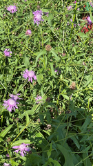 Centaurea jacea