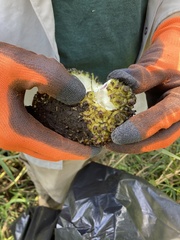 Symplocarpus foetidus