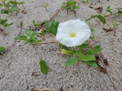 Ipomoea imperati