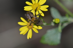 Bombus pascuorum