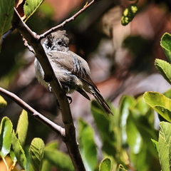 Baeolophus inornatus