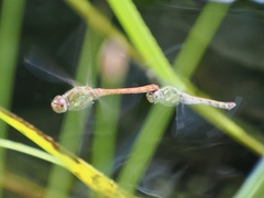Sympetrum striolatum