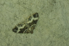 Epirrhoe alternata