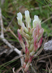 Astragalus monspessulanus