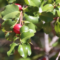 Prunus ilicifolia
