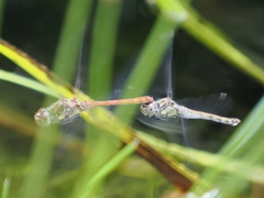 Sympetrum striolatum