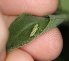 Graphocephala versuta