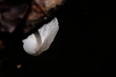 Marasmiellus candidus