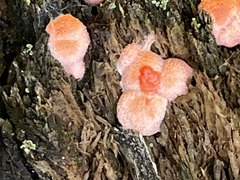 Lycogala epidendrum
