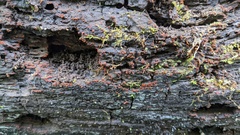 Fungi