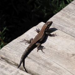 Podarcis muralis