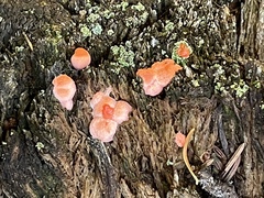 Lycogala epidendrum