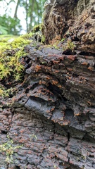Fungi