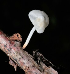 Marasmiellus candidus