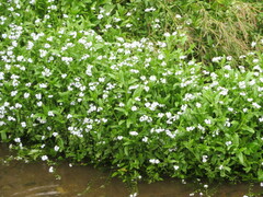 Myosotis scorpioides