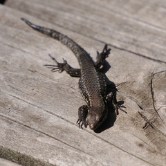 Podarcis muralis