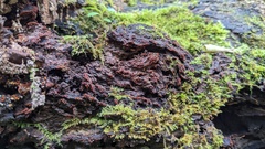 Fungi