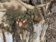 Lycogala epidendrum