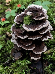 Thelephora