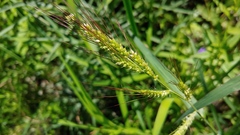 Echinochloa crus-galli