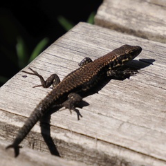 Podarcis muralis