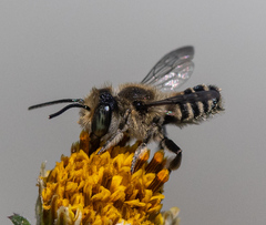 Eutricharaea