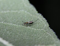 Torymidae
